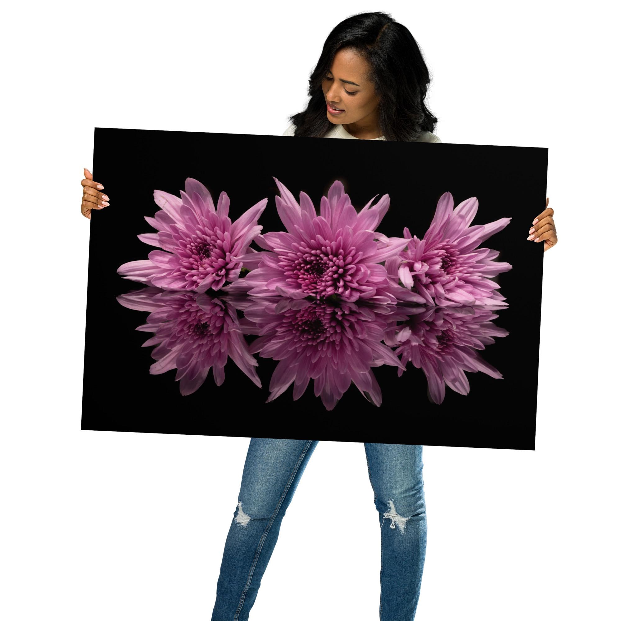 Pink Chrysanthemum Print: Floral Still Life Reflection on Black