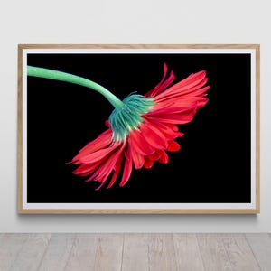 Puede incluir: Una sola gerbera roja con un tallo verde, fotografiada sobre un fondo negro. La flor está de espaldas a la cámara, con los pétalos extendidos.