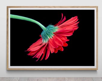 絵画 Ruby-red Flowers Red Flower on Black Print by Tzvika Stein - Wall Art - Floral