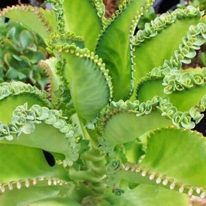 Mother Of Thousands Succulent