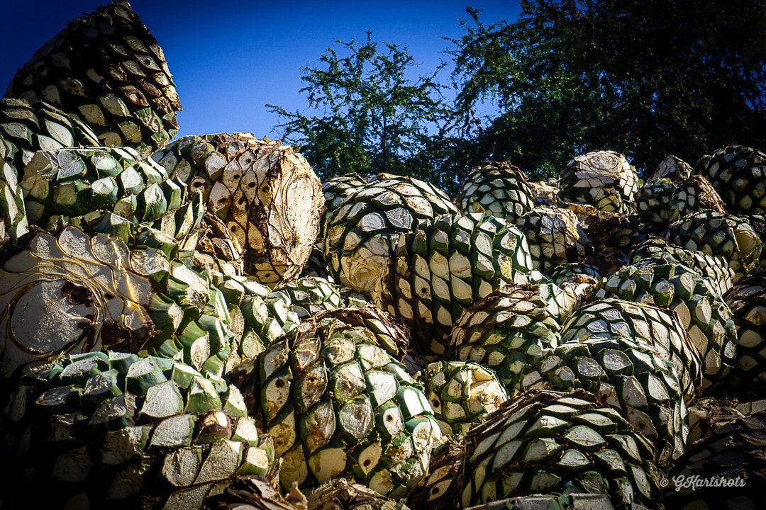 Blue Agave Pias Photo Print: Mexico Distillery Art - Etsy