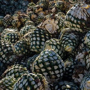 Capturing the Essence of Tequila-Making: A Stunning Photo Print of Blue Agave Piñas Waiting to be Roasted