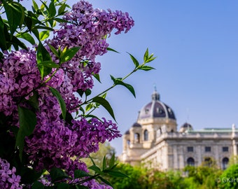 Vienna's Natural History Museum with Lavender Bushes in Full Bloom: A Captivating Fusion of Elegance and Nature