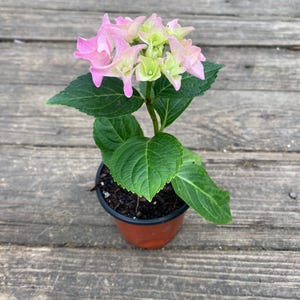 May include: A potted hydrangea plant with pink and green flowers and large green leaves. The plant is in a brown plastic pot, set against a weathered wooden surface. The flowers are in full bloom.