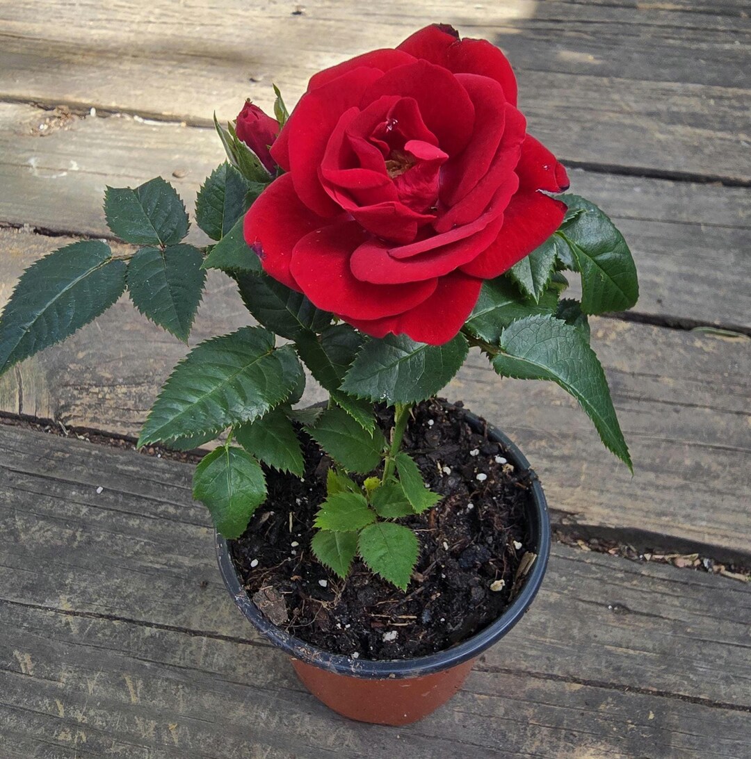 Mini Vs Tea Roses Live Mini Rose Plant ( Red ) Hybrid Tea Rose (5-6 in Approx) - Etsy