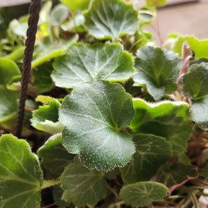 Saxifraga stolonifera Strawberry Begonia 2-4in image 1