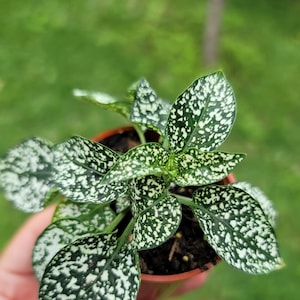 Green with white Polka Dot Plant - Hypoestes phyllostachya - House Plant ( 2-5 in)