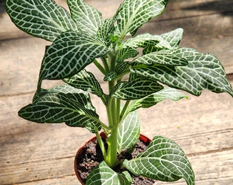 Fittonia Snow White - Nerve Plant - silver nerve plant - Green and white  ( 4-5 in approx)