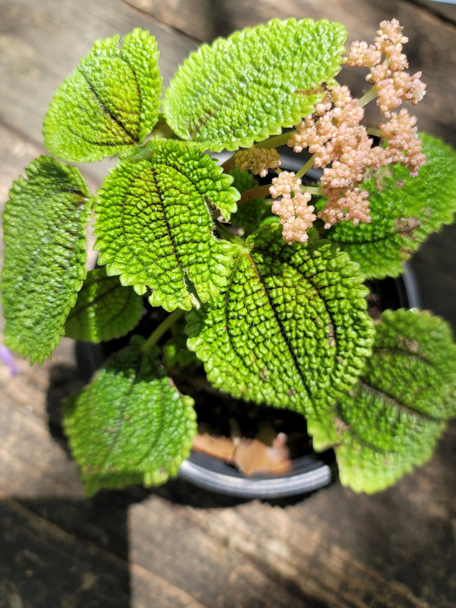 Rare Pilea Moon Valley -Pilea Mollis Friendship Plant ( 2-3 in approx )