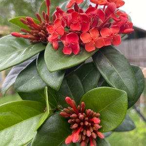 Flame of the woods- Ixora coccinea Maui Red (7-11in approx )