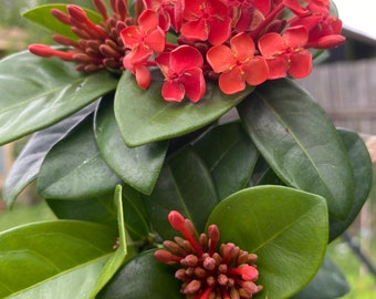 Flame of the woods- Ixora coccinea Maui Red (7-11in approx )