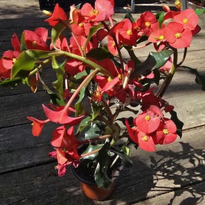 May include: A potted Euphorbia milii plant, commonly known as a crown of thorns, featuring numerous vibrant red bracts surrounding small yellow flowers. The plant has thick, green, succulent-like stems and dark green leaves in a plastic pot.