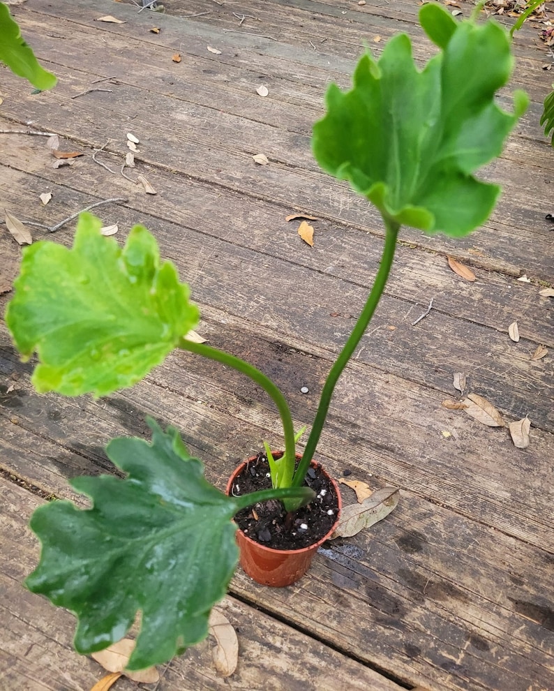 Philodendron Hope Selloum (13-16in)