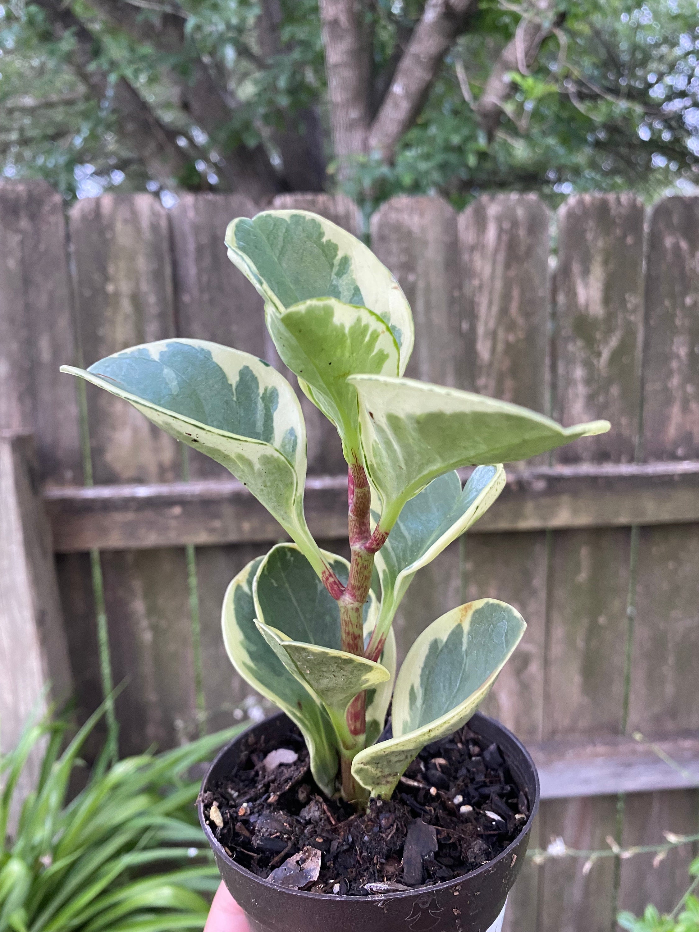 Baby Rubberplant- Peperomia Obtusifolia (6- 7 in Approx) - Etsy