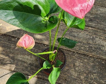 Flamingo Lily Pink also known as Anthurium Andraeanum - Indoor Flowering Houseplant  ( 9-13in approx. )