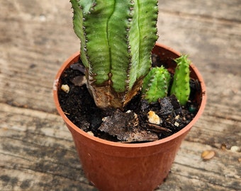 Baseball plant - Baseball cactus long- Euphorbia obesa (3-5in approx)