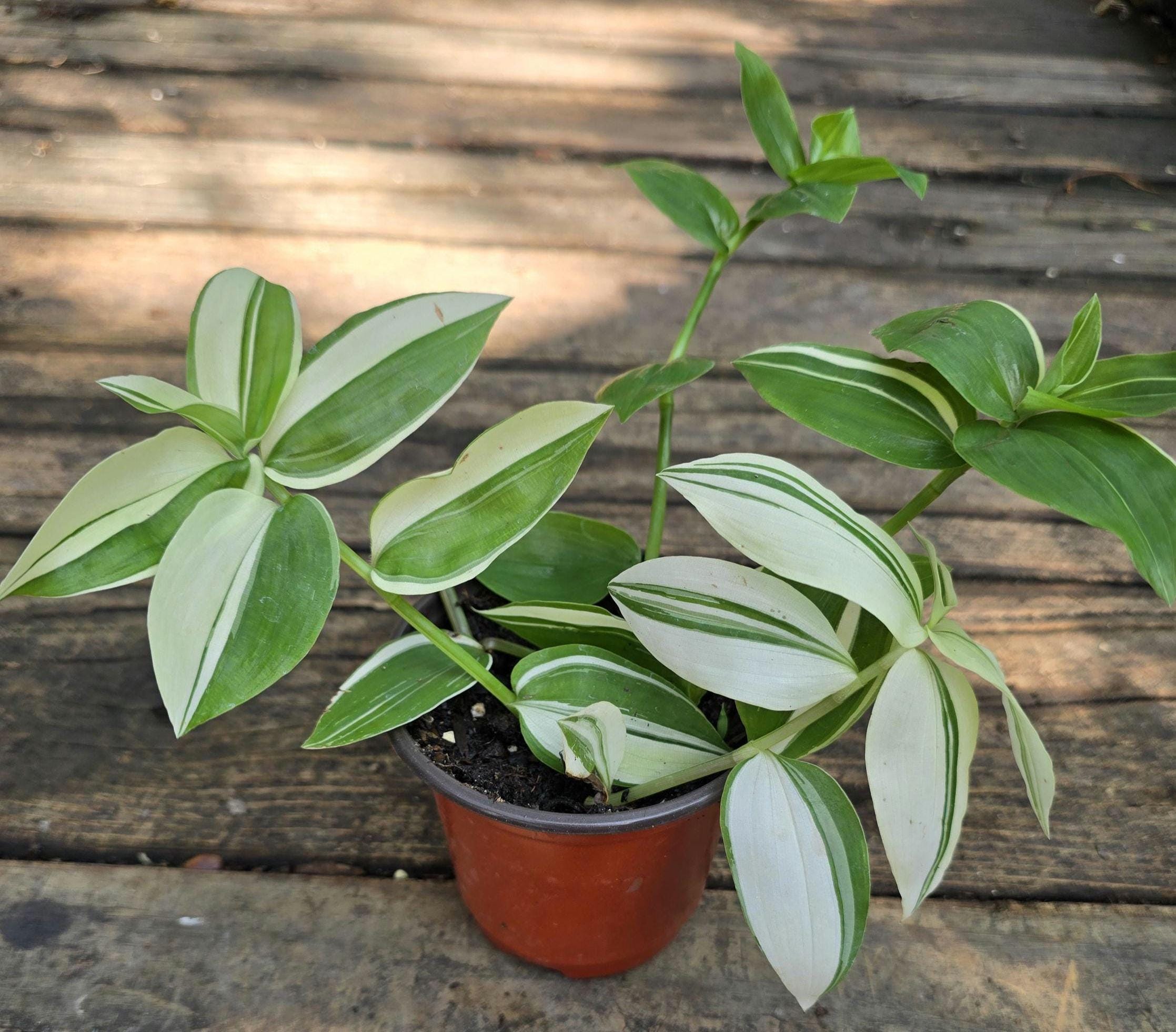 Wandering Jew Plant: Tradescantia Green and White Inch Plant (3-7 in
