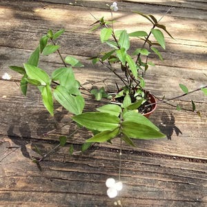 May include: A potted plant with green leaves and white flowers. The plant is growing in a brown pot and is sitting on a wooden surface.