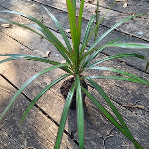 Madagascar dragon - Dracaena marginata (10-13 inches approx)