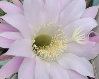 Echinopsis tubiflora-Easter lily cactus (2-5in)