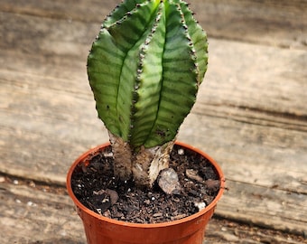 Baseball plant - Baseball cactus - Euphorbia obesa (2-3in)