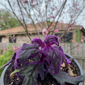 Gynura Aurantiaca - Purple Passion / Velvet Plant (2-4 Inches) - Etsy