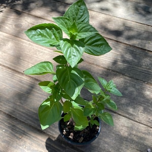May include: A potted green basil plant with lush leaves. The plant is in a black plastic pot and is sitting on a wooden surface.