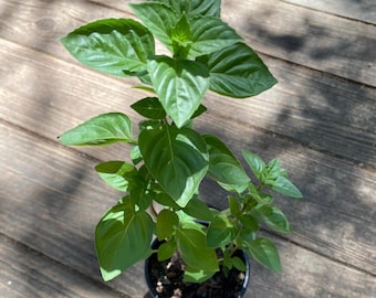 Basil plant - Ocimum basilicum (6-8in approx)