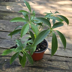 indoor plant wholesale Wholesale Air Plant All Natural Small and Medium Bundle  Plantaflor USA,  Inc