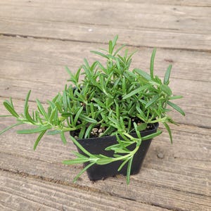 Rosemary- Salvia rosmarinus (3.5in pot)