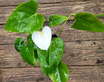 olivenbaum im kübel düngen Purgrün Olivenbaum-Dünger 1 Liter