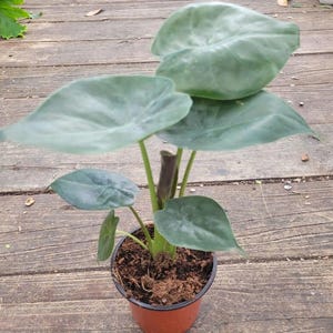 Taro Plant, Colocasia Esculenta Elephant Ear, Ape flower, Alocasia, Malanga, Green Taro ( 11-15  in approx)