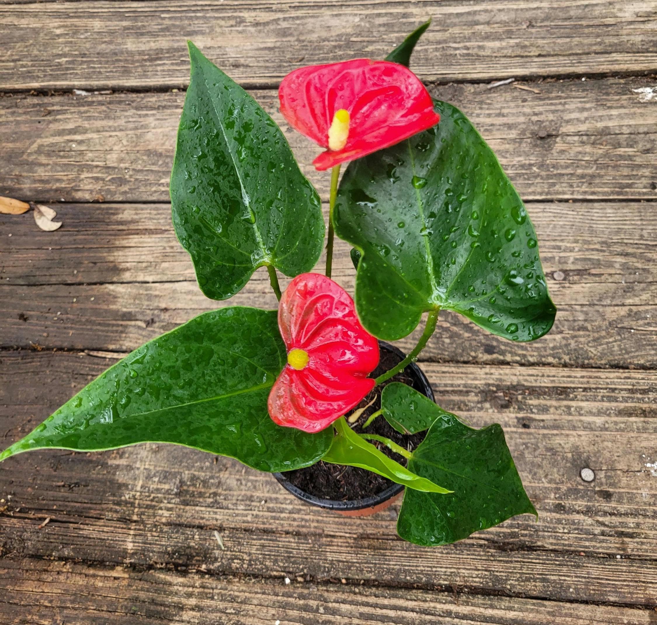 Flamingo Lily Red - Anthurium Andraeanum ( 8-9 in Approx) - Etsy