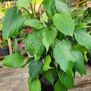 Chinese Evergreen Houseplant Aglaonema Modestum (13-20 inches approx.)