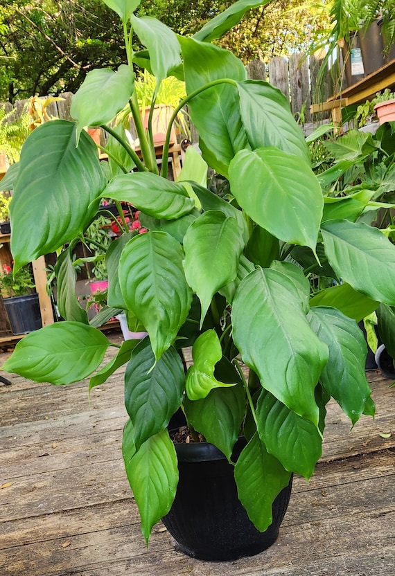 Chinese Evergreen Houseplant Aglaonema Modestum (13-20 Inches Approx.) -  Etsy Denmark