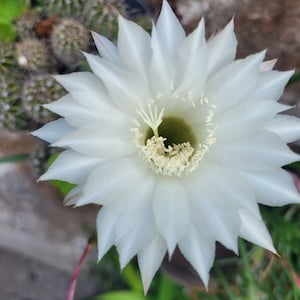 Tubiflow Echinopsis - White Knight (2-5 inches)
