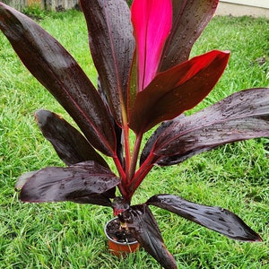 Hawaiian Boy Ti Plant, Cordyline Plant (7-10 inches approx.)