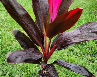 Hawaiian Boy Ti plant, cordyline plant (19-23in approx)