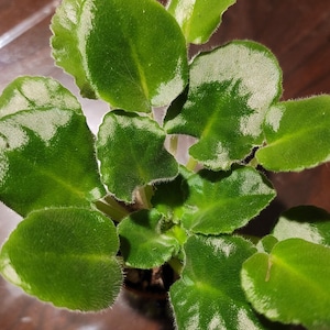 African Violet color may vary (white, pink, purple or white with pink.) ( 3-5in)