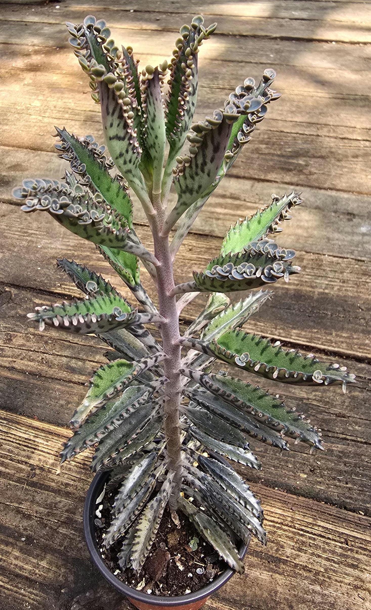 Mother of Thousands Plant: Kalanchoe Succulent (11-12in Approx) - Etsy