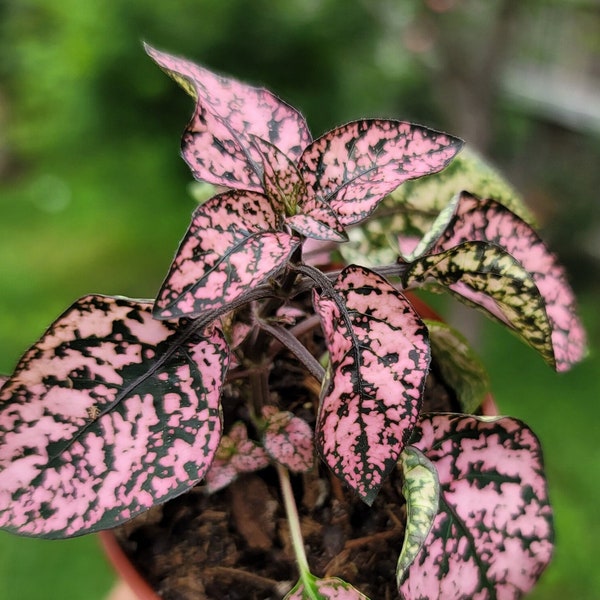 Pink with green Polka Dot Plant - Hypoestes phyllostachya - House Plant ( 1-2 in)
