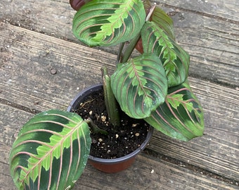 Maranta leuconeura- Prayer Plant (4-6in)