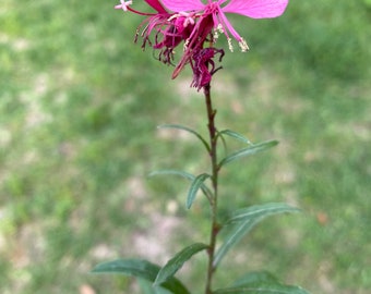 Lindheimer's beeblossom- Oenothera lindheimeri (4-8in approx)