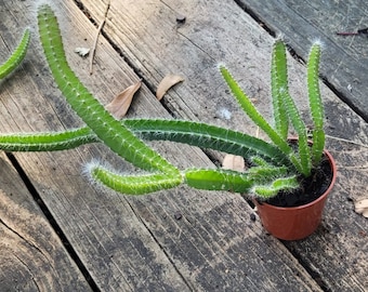 Dog tail Cactus-Aporocactus flagelliformis (6-10in)