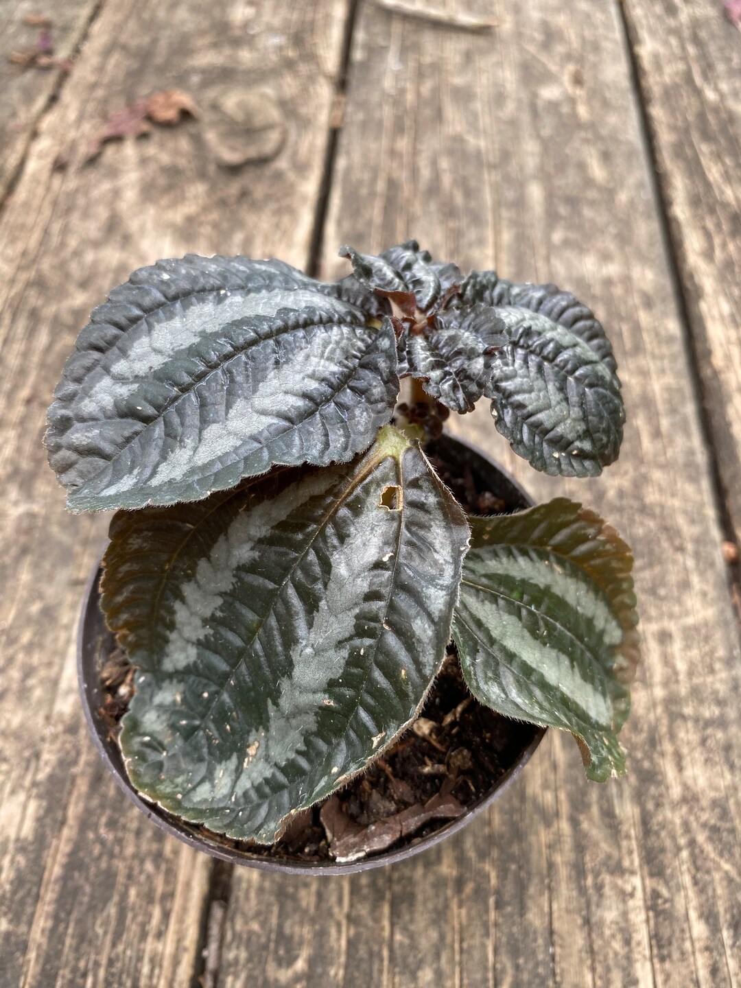Emerald Ripple Pepper Radiator Plants Etsy