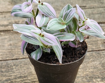 Callisia Repens, pink panther plant, pink lady, Turtle Vine, Pink Tradescantia ( 2-3 in approx.)