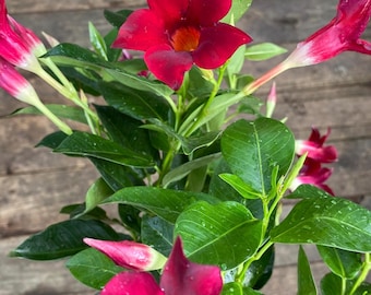 Brazilian Jasmine Red- Mandevilla sanderi - Mandevilla -  Mexican love vine ( 8-10 in approx)