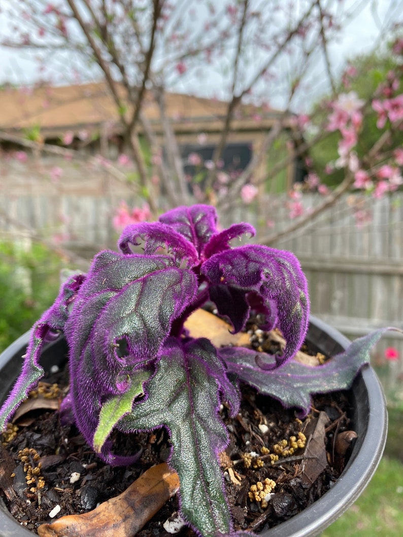Gynura Aurantiaca Purple Passion / Velvet Plant 2-4 Inches - Etsy