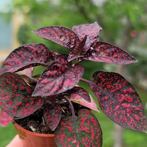 Red with green Polka Dot Plant - Hypoestes phyllostachya - House Plant ( 1-2 in)