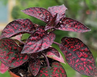 Red with green Polka Dot Plant - Hypoestes phyllostachya - House Plant ( 1-2 in)